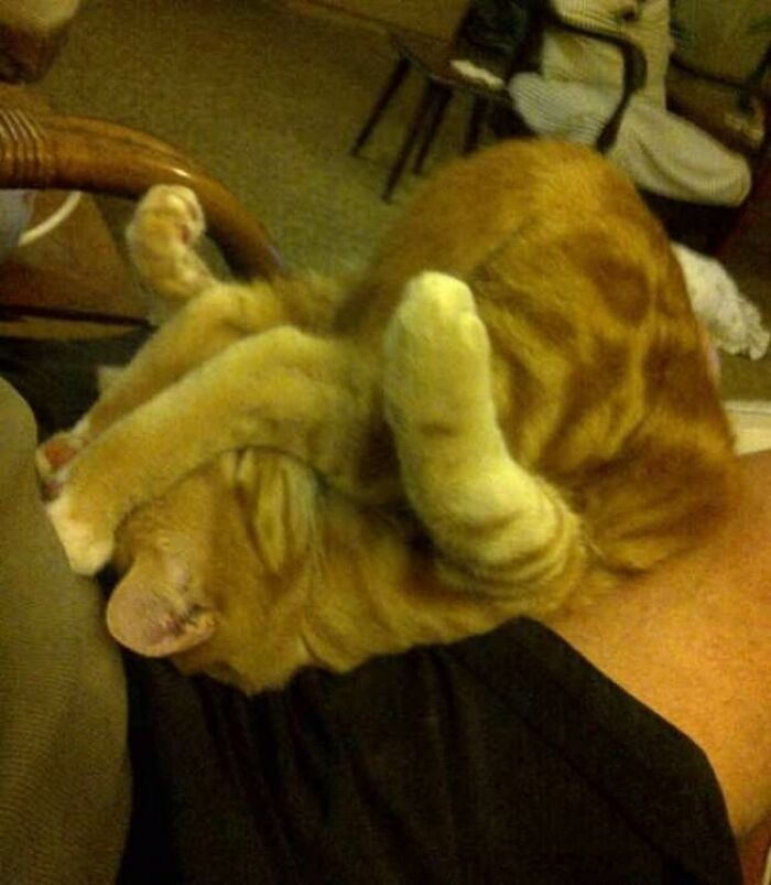 10+ Cats Who Have Mastered The Art Of The Cat Nap
