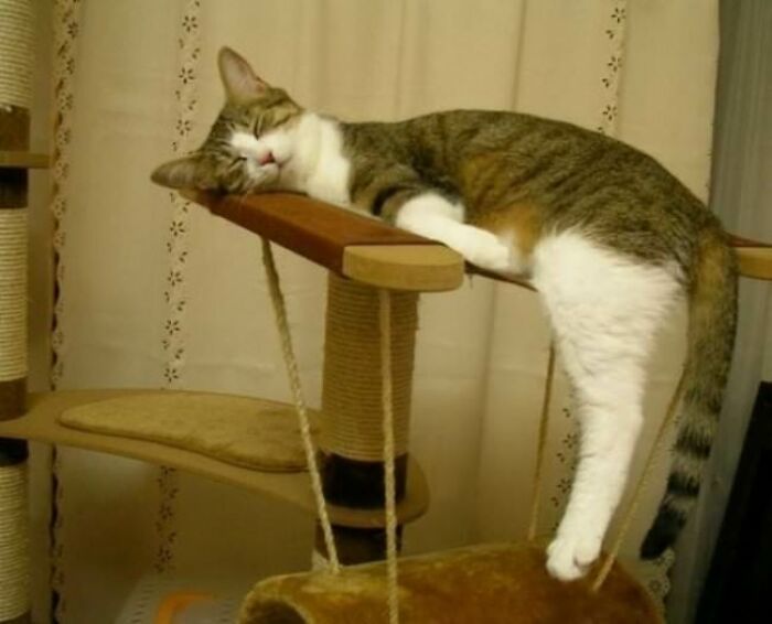 10+ Cats Who Have Mastered The Art Of The Cat Nap
