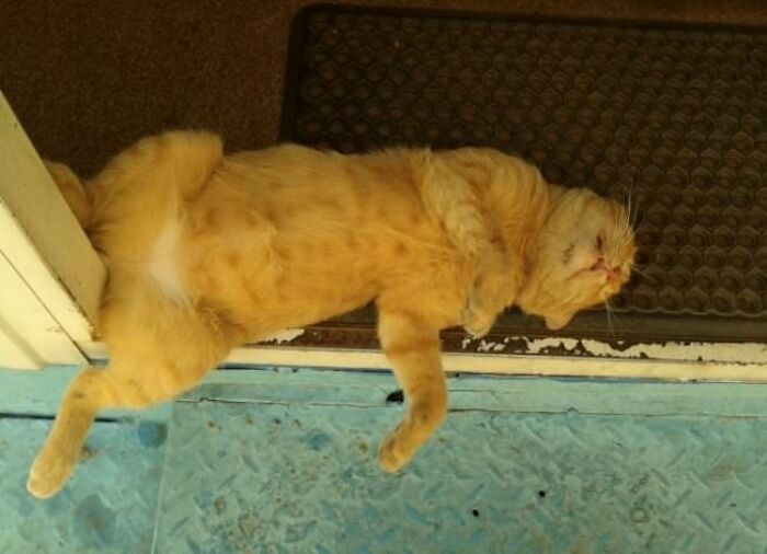 10+ Cats Who Have Mastered The Art Of The Cat Nap