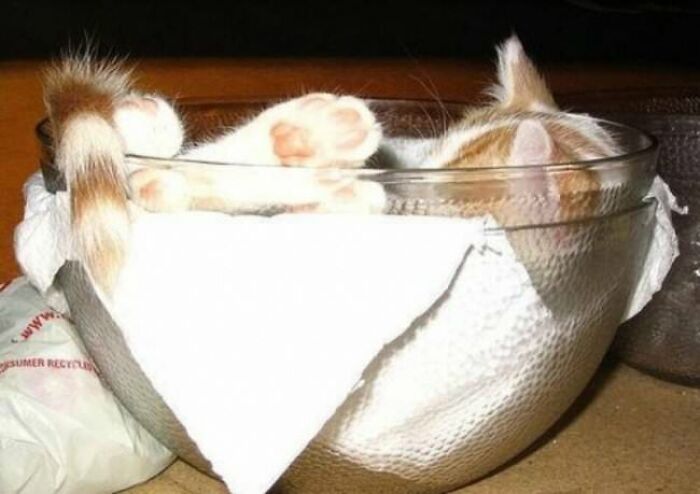 10+ Cats Who Have Mastered The Art Of The Cat Nap