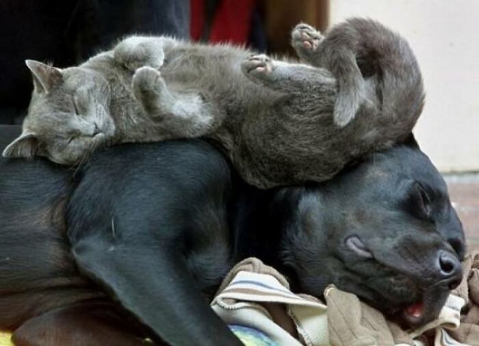 10+ Cats Who Have Mastered The Art Of The Cat Nap