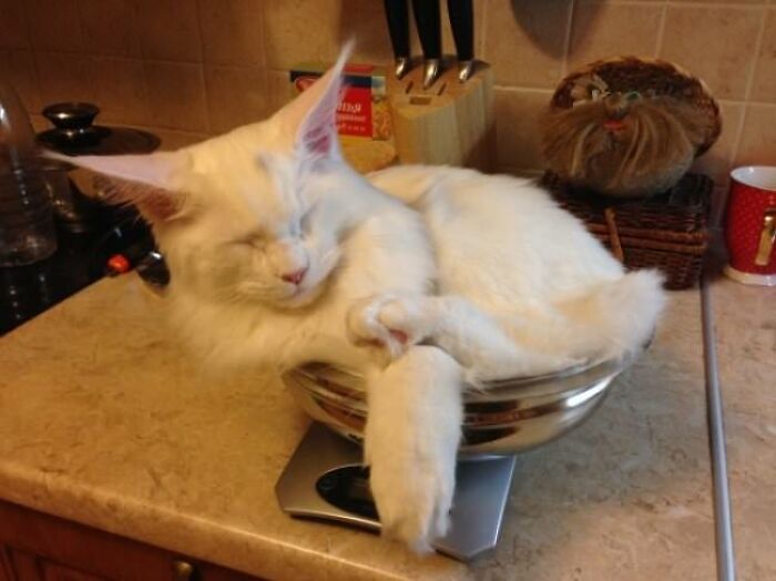 10+ Cats Who Have Mastered The Art Of The Cat Nap