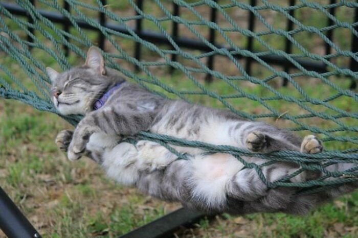 10+ Cats Who Have Mastered The Art Of The Cat Nap