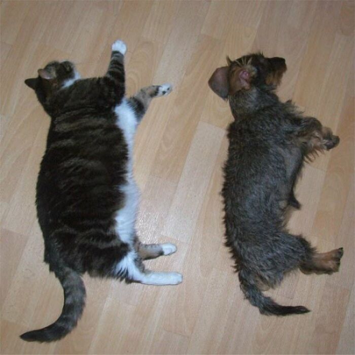 10+ Cats Who Have Mastered The Art Of The Cat Nap