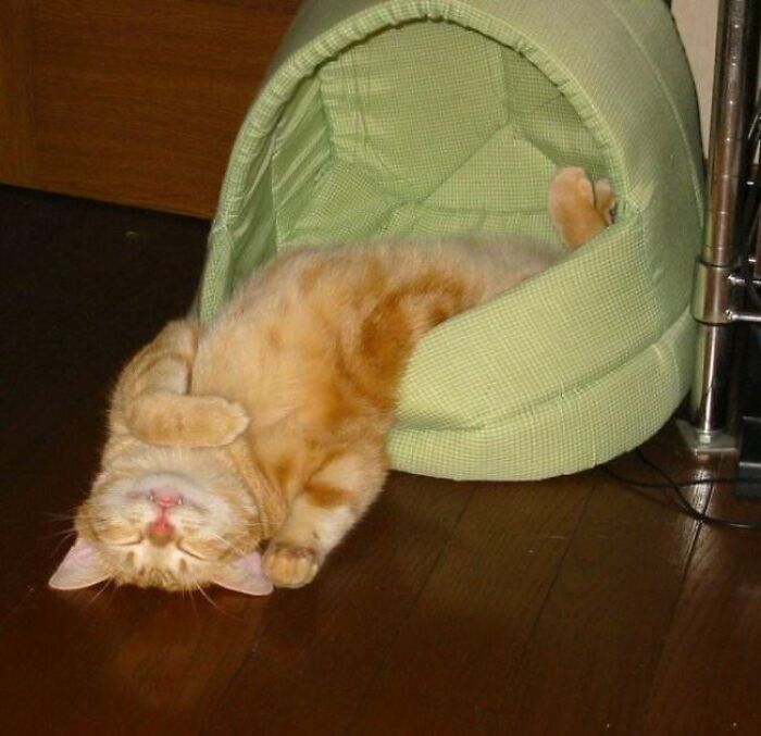 10+ Cats Who Have Mastered The Art Of The Cat Nap