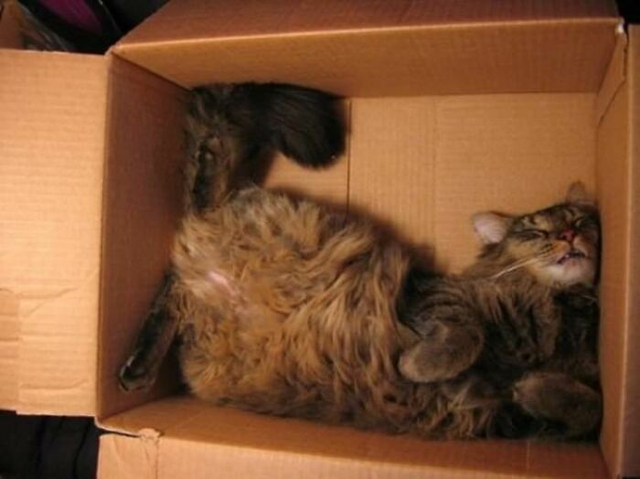 10+ Cats Who Have Mastered The Art Of The Cat Nap