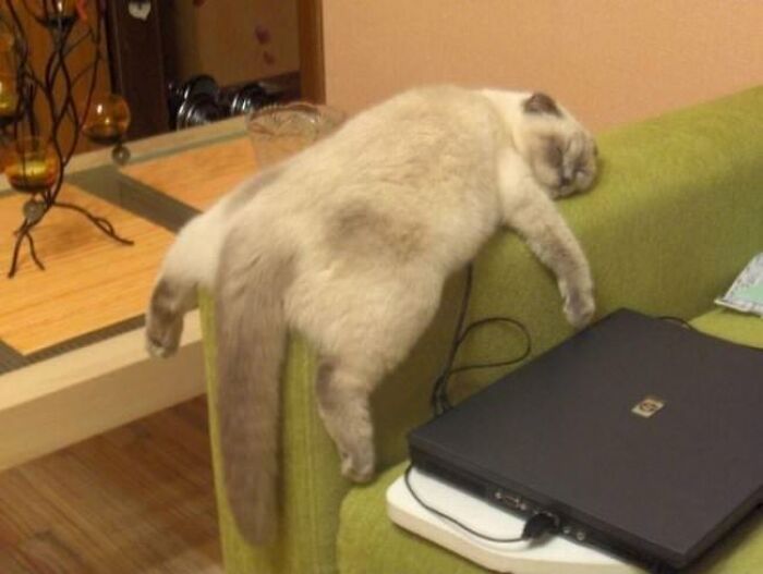10+ Cats Who Have Mastered The Art Of The Cat Nap
