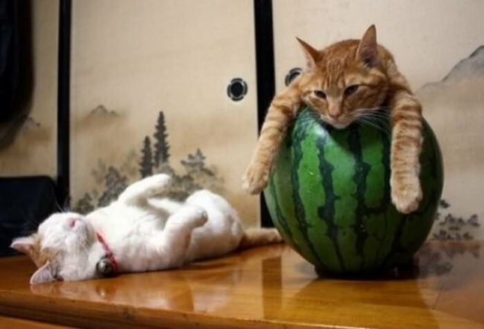 10+ Cats Who Have Mastered The Art Of The Cat Nap