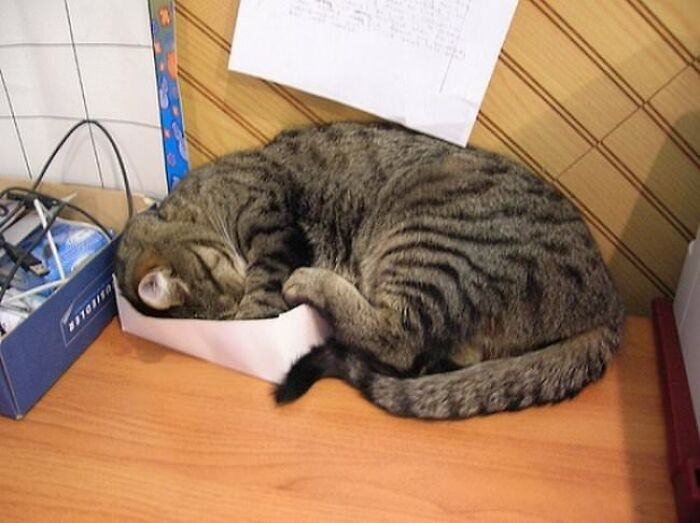 10+ Cats Who Have Mastered The Art Of The Cat Nap
