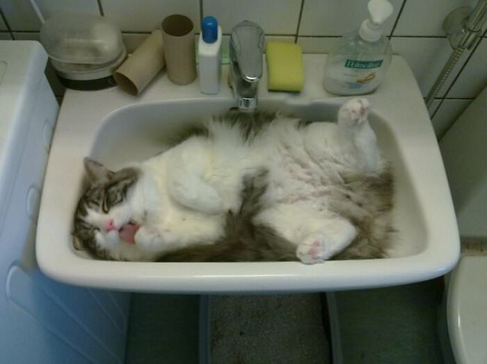 10+ Cats Who Have Mastered The Art Of The Cat Nap