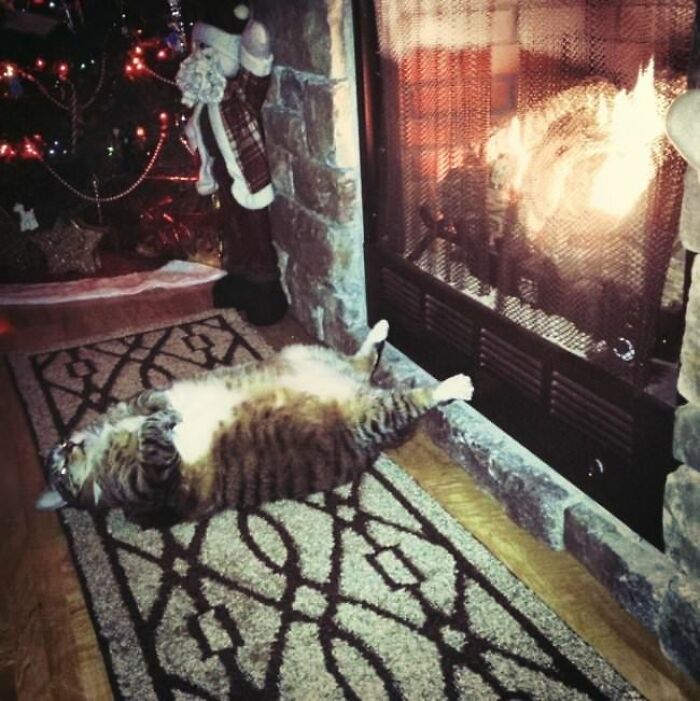 10+ Cats Who Have Mastered The Art Of The Cat Nap