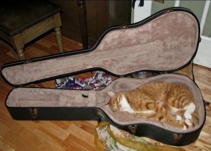 10+ Cats Who Have Mastered The Art Of The Cat Nap
