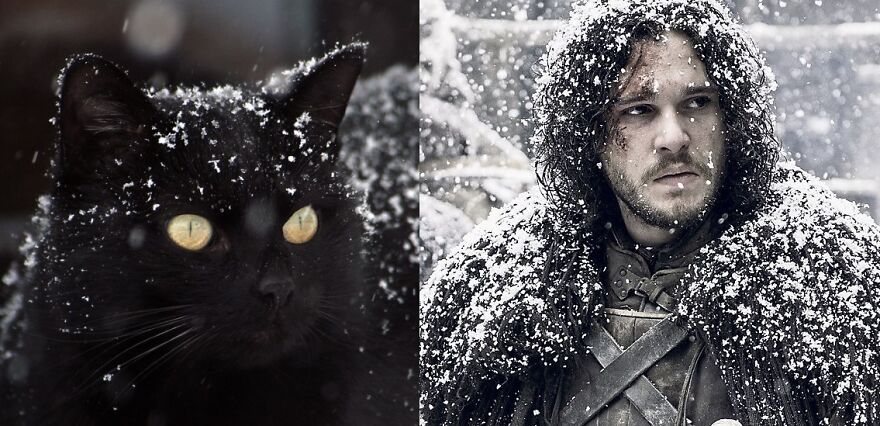 10 Game Of Thrones Characters And Their Cat Look-A-Likes