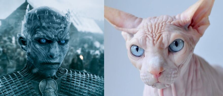 10 Game Of Thrones Characters And Their Cat Look-A-Likes