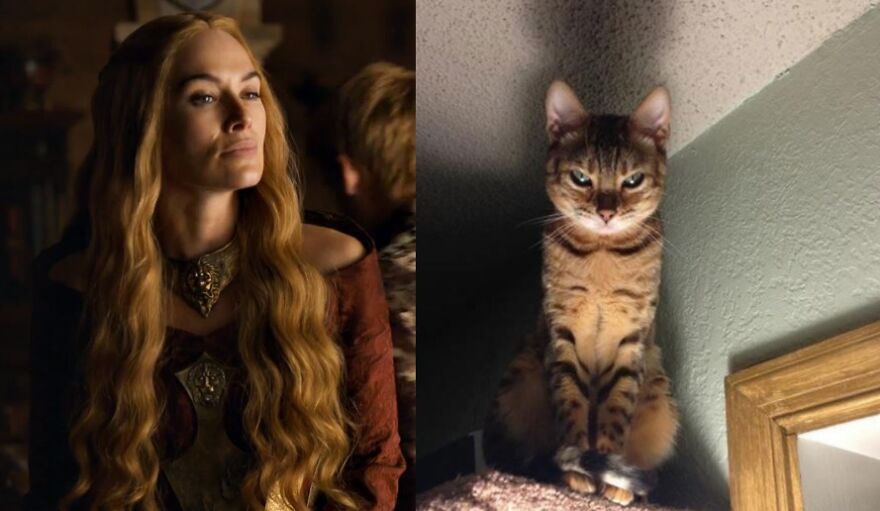 10 Game Of Thrones Characters And Their Cat Look-A-Likes