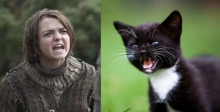 10 Game Of Thrones Characters And Their Cat Look-A-Likes