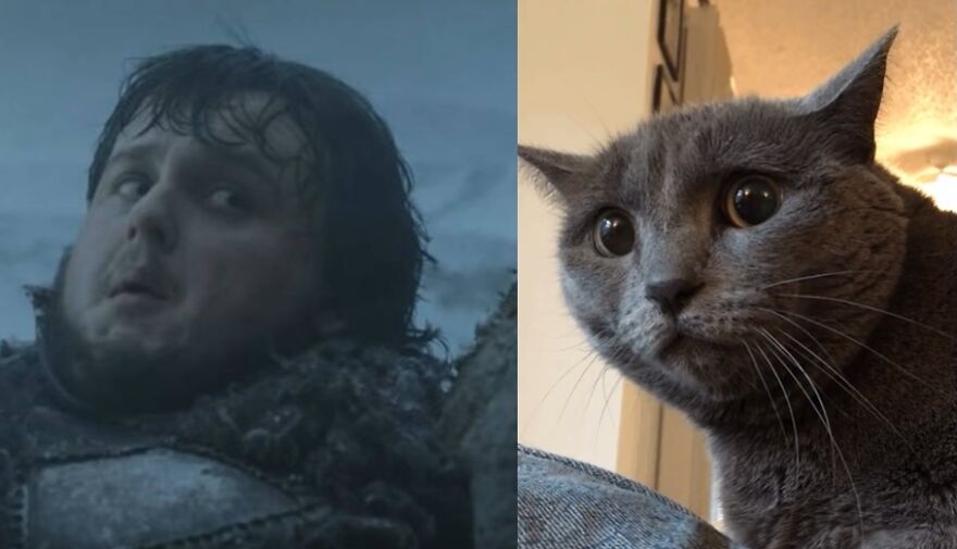 10 Game Of Thrones Characters And Their Cat Look-A-Likes