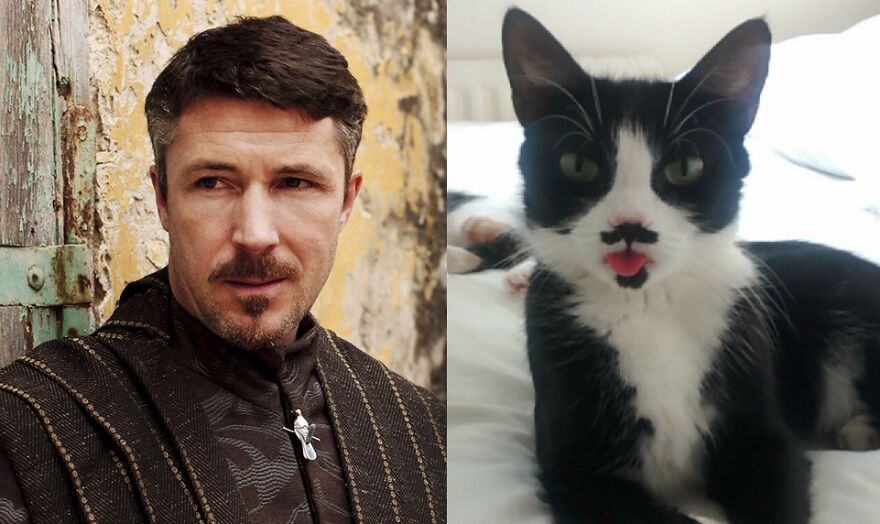 10 Game Of Thrones Characters And Their Cat Look-A-Likes