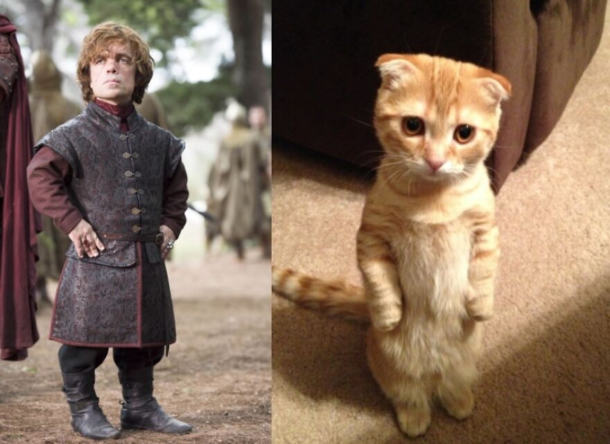 10 Game Of Thrones Characters And Their Cat Look-A-Likes