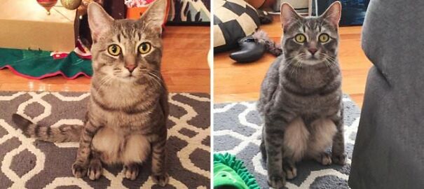 10+ Cats Caught Doing The Strangest Things