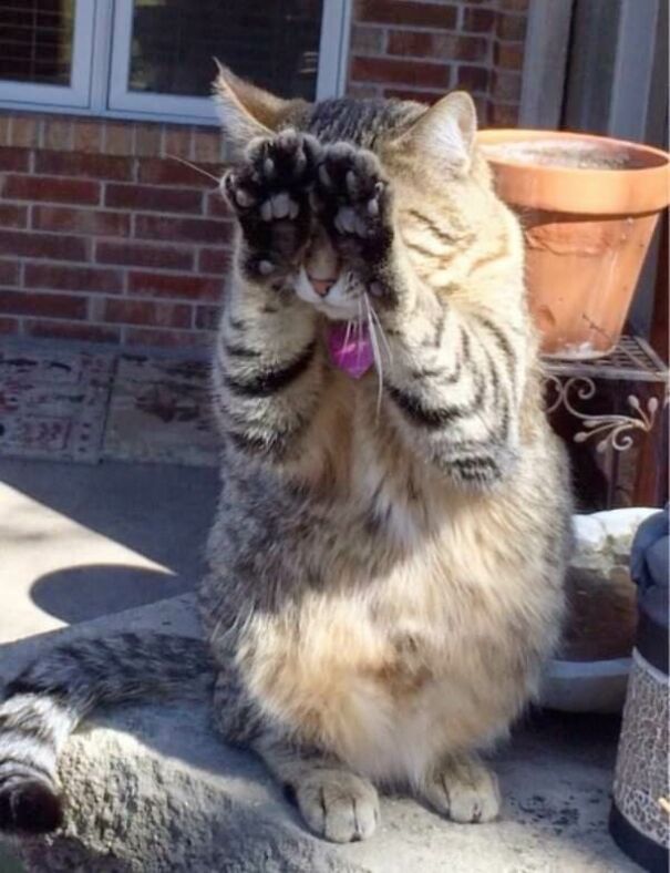 10+ Cats Caught Doing The Strangest Things