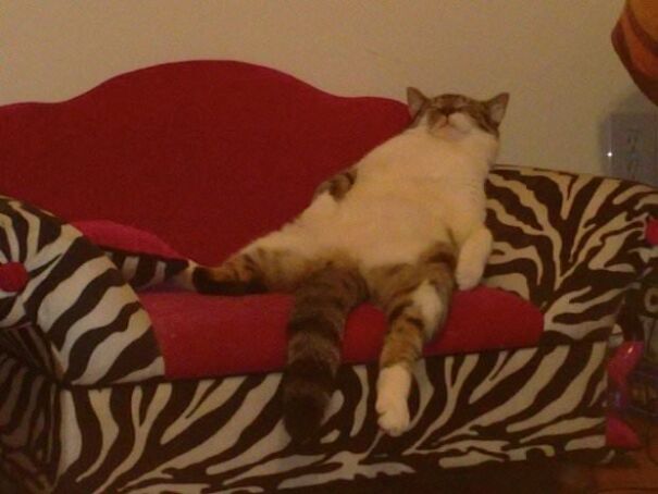 10+ Cats Caught Doing The Strangest Things