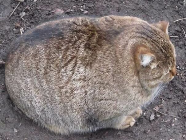 10+ Cats Caught Doing The Strangest Things