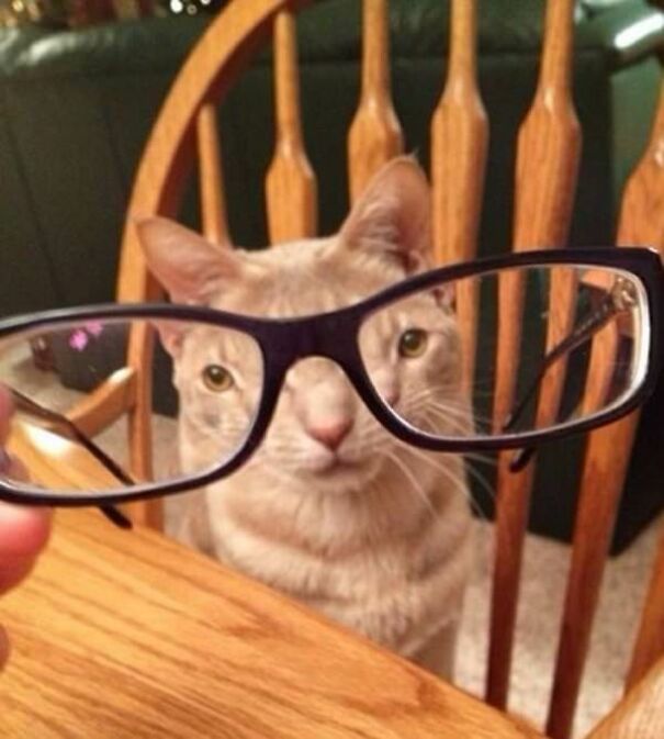 10+ Cats Caught Doing The Strangest Things