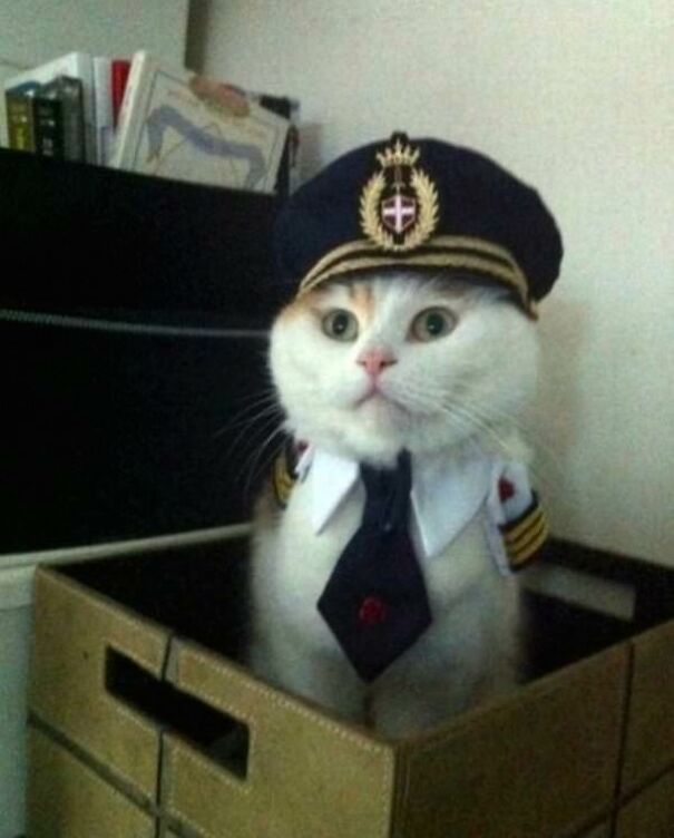 10+ Cats Caught Doing The Strangest Things