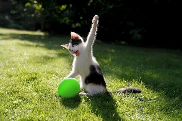 10+ Cats Caught Doing The Strangest Things