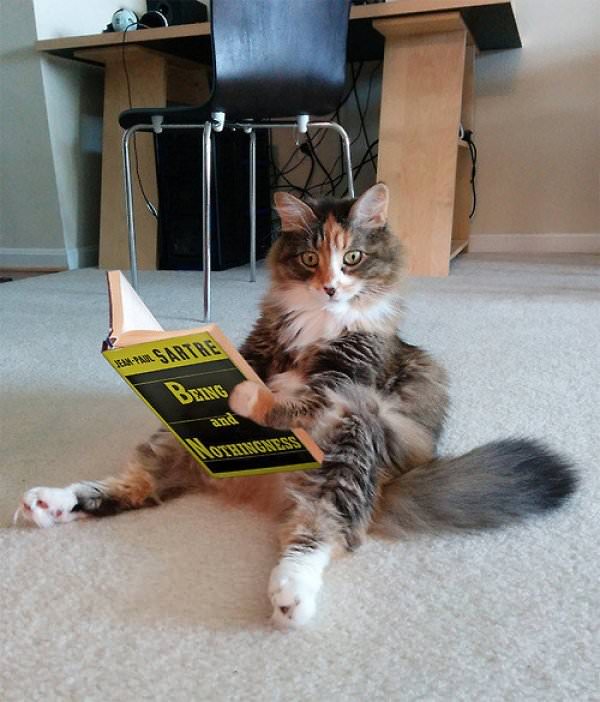 10+ Cats Caught Doing The Strangest Things