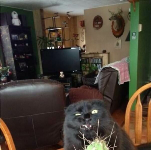 10+ Cats Caught Doing The Strangest Things