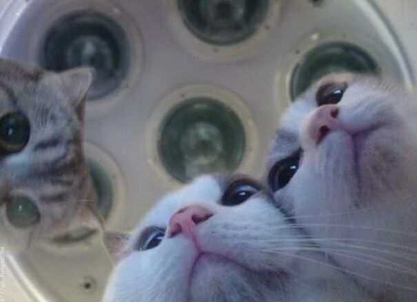 10+ Cats Caught Doing The Strangest Things