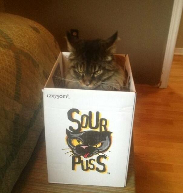 10+ Cats Caught Doing The Strangest Things