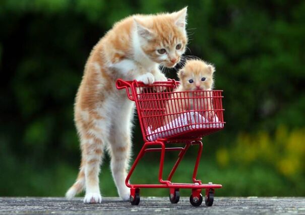 10+ Cats Caught Doing The Strangest Things