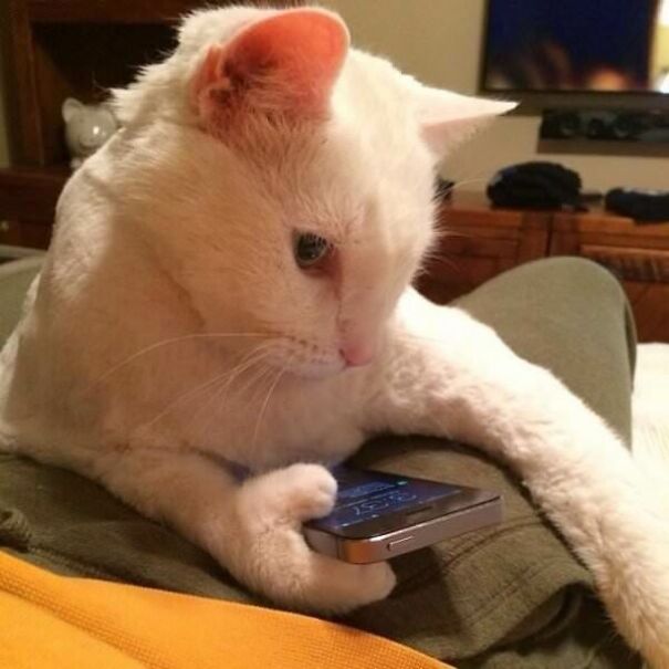 10+ Cats Caught Doing The Strangest Things