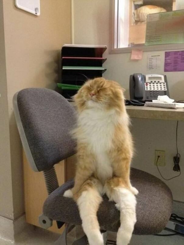 10+ Cats Caught Doing The Strangest Things