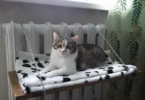 10+ Cats Caught Doing The Strangest Things