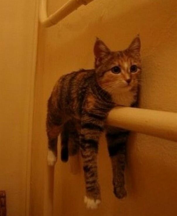 10+ Cats Caught Doing The Strangest Things
