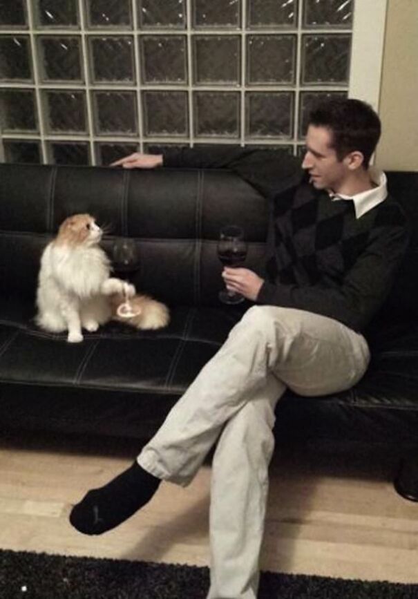 10+ Cats Caught Doing The Strangest Things