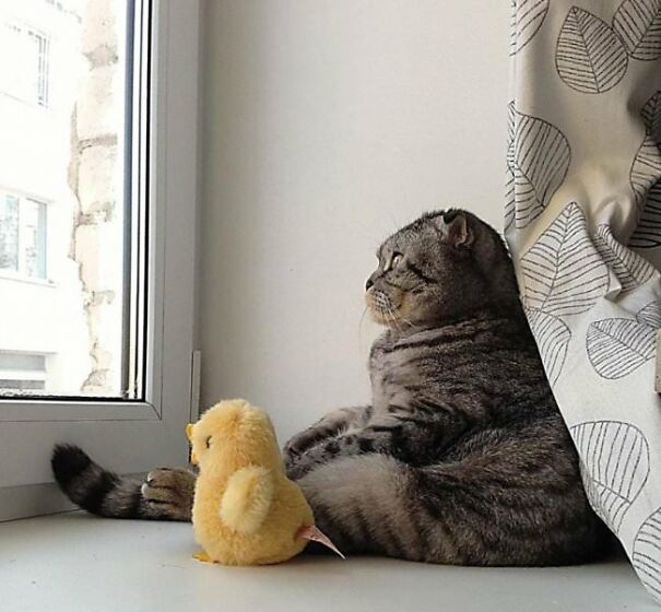 10+ Cats Caught Doing The Strangest Things