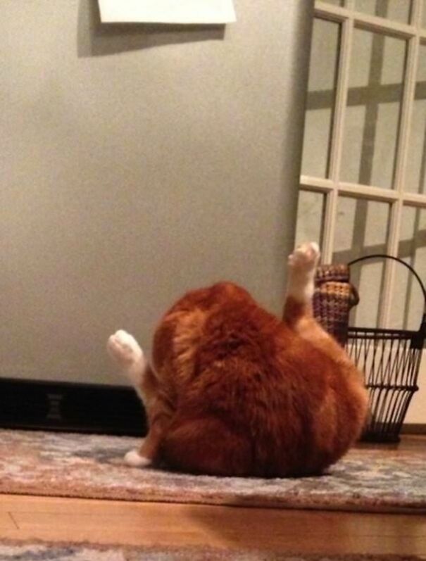10+ Cats Caught Doing The Strangest Things
