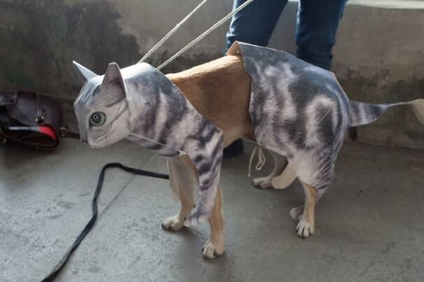 10+ Cats Caught Doing The Strangest Things