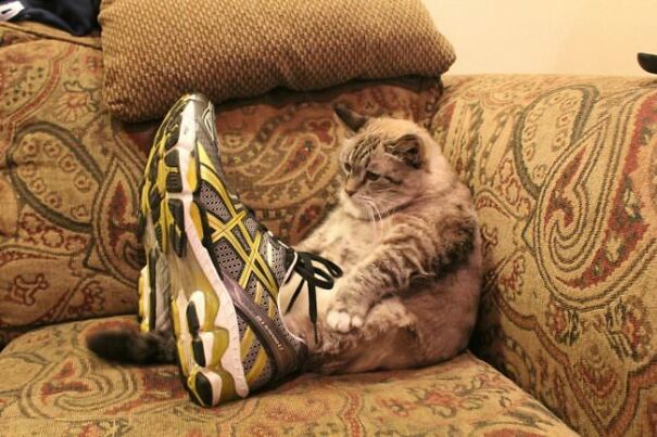 10+ Cats Caught Doing The Strangest Things