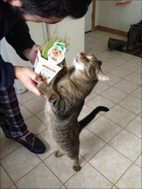 10+ Cats Caught Doing The Strangest Things