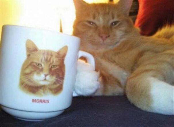 10+ Cats Caught Doing The Strangest Things