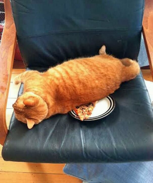 10+ Cats Caught Doing The Strangest Things