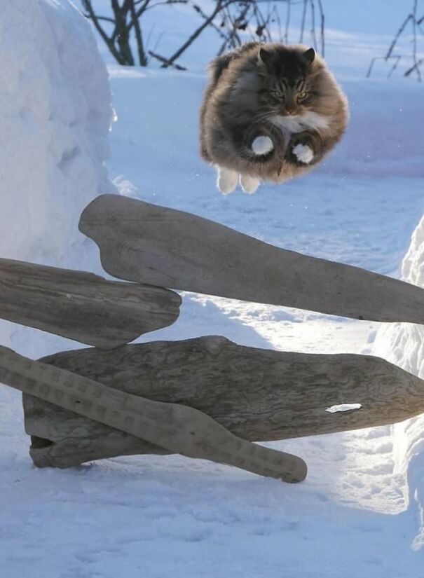 10+ Cats Caught Doing The Strangest Things