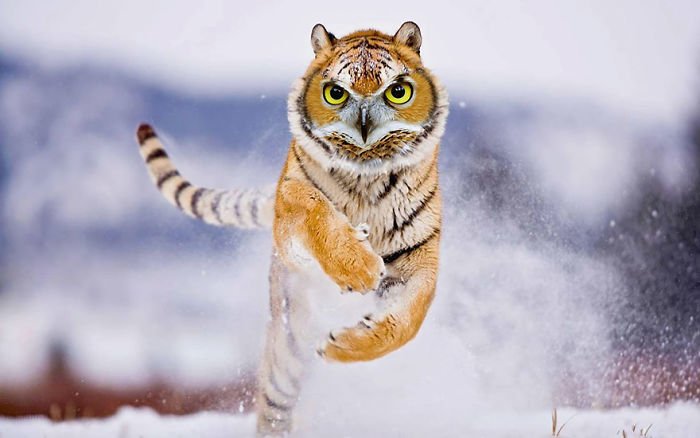 10+ Weird Cat And Bird Fusions Created Using Photoshop