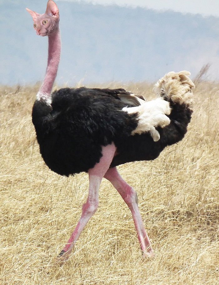 10+ Weird Cat And Bird Fusions Created Using Photoshop